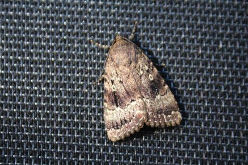 Amphipyra pyramidea